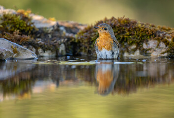 Robin Bird having a bath and bathing