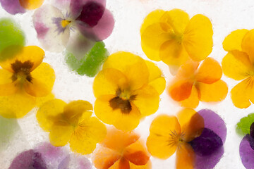 Fototapeta na wymiar Background of mixed colours of pansy flowers in ice.