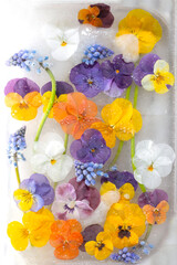 Background of mixed colours of pansy and grape hyacinth flowers in ice