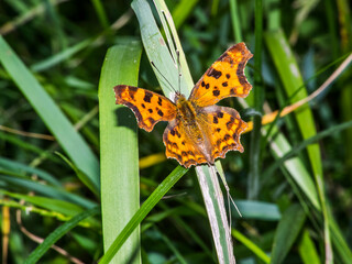 butterfly 181
