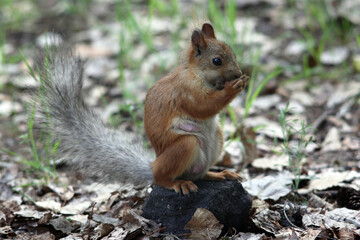 cute squirrel standing on a stone in grass in the park
