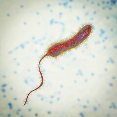 Vibrio cholerae bacteria, 3D illustration