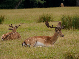 Rotwild im Münsterland