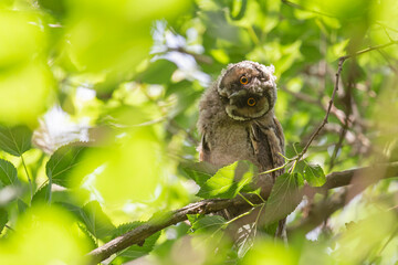 owl sitting on branch of tree amongst green foliage