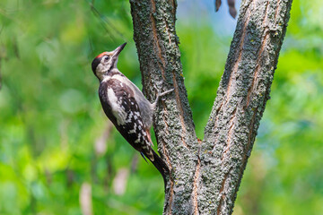 close up of woodpecker sitting on branch of tree