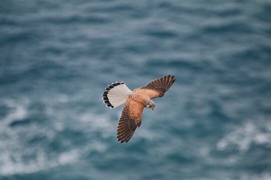 Closeup of the common kestrel, Falco tinnunculus flying against the blue sea. Shallow focus.