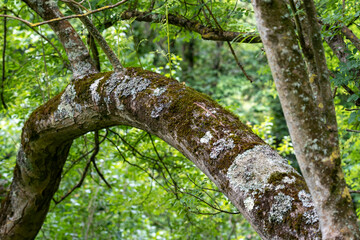 lichen on a diseased curved tree trunk covered with fungus scale