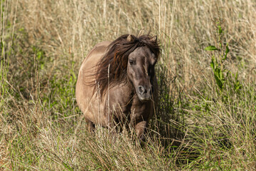 Portrait of a miniature shetland pony galloping across a summer pasture outdoors
