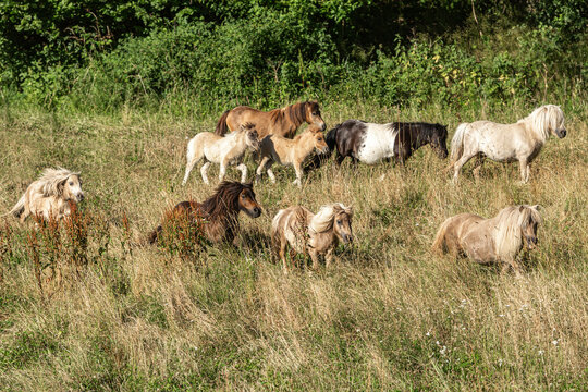 A herd of miniature shetland pony mares on a summer pasture outdoors