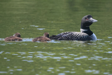 Loon family on lake feeding and swimming on hot summer day