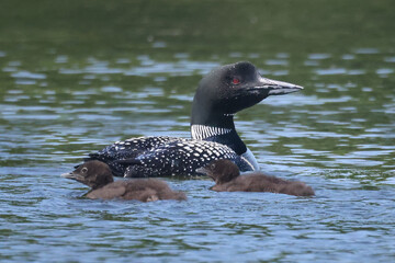 Loon family on lake feeding and swimming on hot summer day