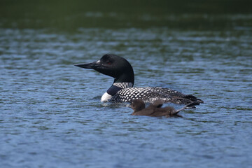 Loon family on lake feeding and swimming on hot summer day