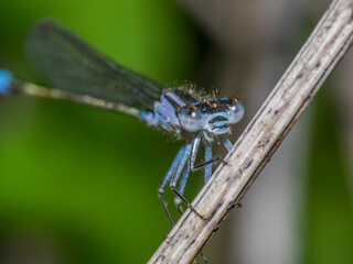 dragonfly 130