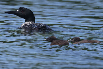 Loon family on lake feeding and swimming on hot summer day