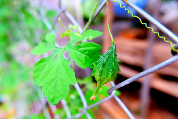 Momordica charantia. The female flower of bitter melon.  The fruit has a distinct warty exterior and an oblong shape.