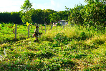 Man agriculturist are holding shoulder lawn mower cutting weed in the evening.
