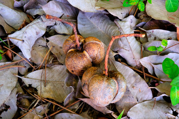 Dry fruits of Hevea brasiliensis, sharinga tree, seringueira, rubber tree or rubber plant, The...