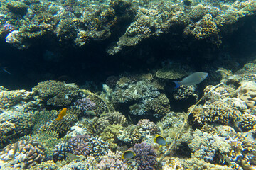 Fototapeta na wymiar A View of coral reef