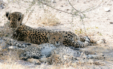 Picture of  cheetah with cubs
