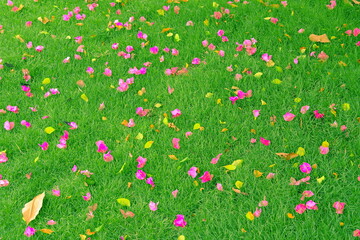 surface of green grass with daisies flower autumn 