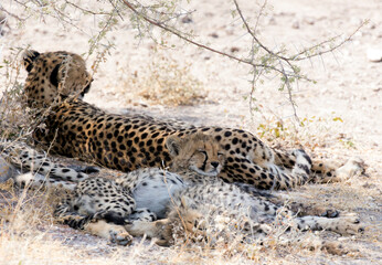 Picture of  cheetah with cubs in Namibia