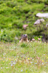 Picture of a marmot