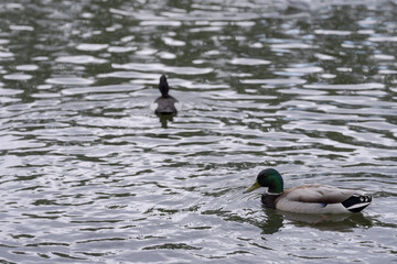 ducks swimming in pond in midday