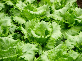 収穫期を迎えた【レタス】の畑