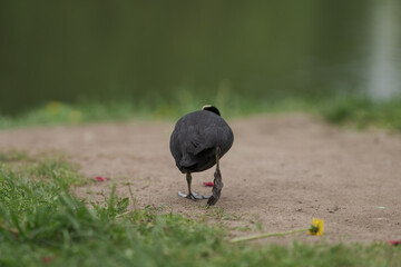 Coot bird walking on a ground with copy space