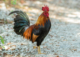 A rooster standing on a dirt path in Key West Florida 