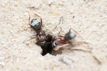 a worker ant climbs into an anthill, wildlife, macro photography