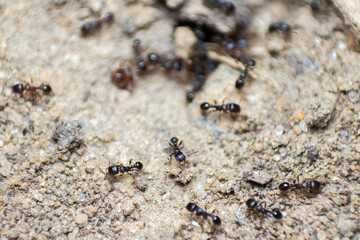 large group of ants, wildlife, macro photography