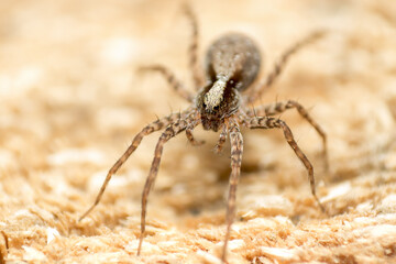 wolf spider (Lycosidae, Araneomorphae, Araneae), wildlife, macro photography