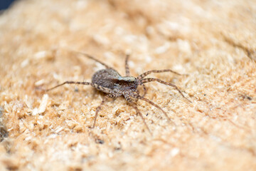 wolf spider (Lycosidae, Araneomorphae, Araneae), wildlife, macro photography