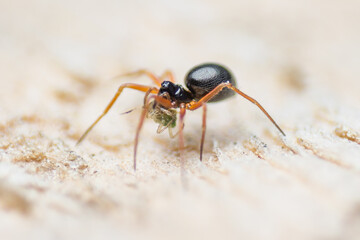spider (Erigone, Erigoninae, Linyphiidae, Araneomorphae) with prey, wildlife, macro photography