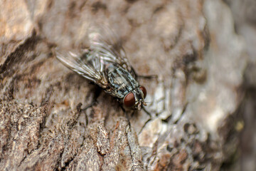 house fly (Musca domestica, Muscidae, Diptera) sitting on tree bark, wildlife, macro photography