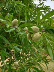 Prunus dulcis,almonds on its branch in a natural way.