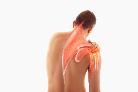 Blades, shoulder and trapezius illustration, man view from back, human arm and scapula