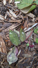 Vertical photography. Rose leaves with raindrops. Rainy weather England