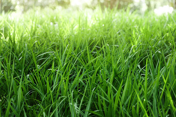 green grass background