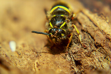 Eine extreme Nahaufnahme einer Wespe. Eine Wespe, Hautflügler (Hymenoptera).
 - obrazy, fototapety, plakaty