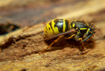 Eine extreme Nahaufnahme einer Wespe. Eine Wespe, Hautflügler (Hymenoptera).
