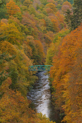 autumn in the forest