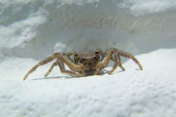 Nahaufnahme einer braunen Krabbenspinne oder Busch-Krabbenspinne an einer Mauer.
