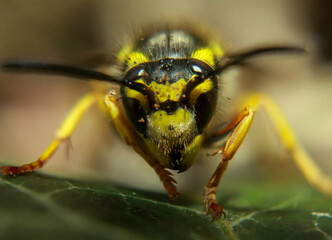 Eine extreme Nahaufnahme einer Wespe. Eine Wespe, Hautflügler (Hymenoptera).
