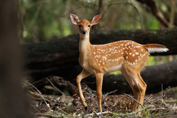 Fawn (baby deer) in the woods at Myakka River State Park, southwest Florida

