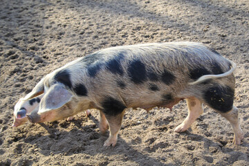 Ein gepflecktes Schwein auf einem Hof. 