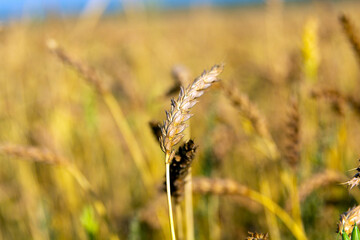 Ripe wheat ears on the field