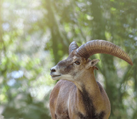 Male Cyprus mouflon with big horns. Head shot close up, soft background, copy space