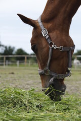 Koń jedzący trawę głowa - obrazy, fototapety, plakaty